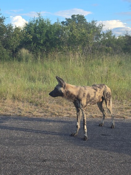 Picture 9 for Activity Kruger National Park: 4-Day Glamping Budget Safari 3