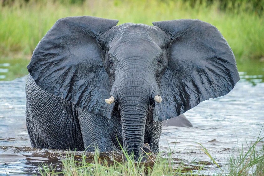 Kruger National Park: 4-Day Glamping Budget Safari 1