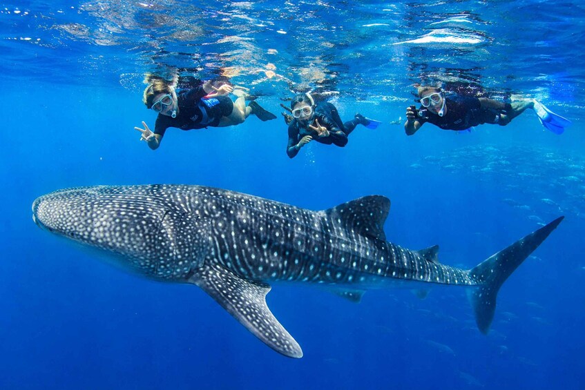 Three scuba divers swimming underwater with a large spotted whale shark. 1