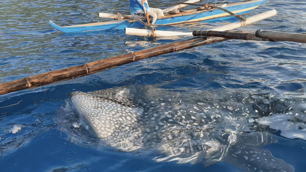 A large fish swimming near a wooden structure in the water. 2