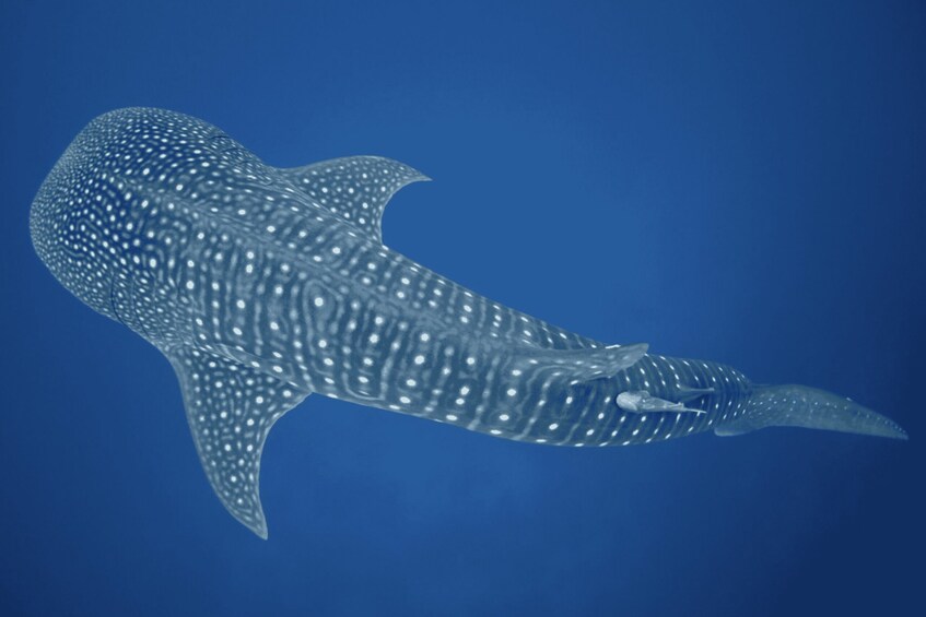 A whale shark swimming in the ocean. 5