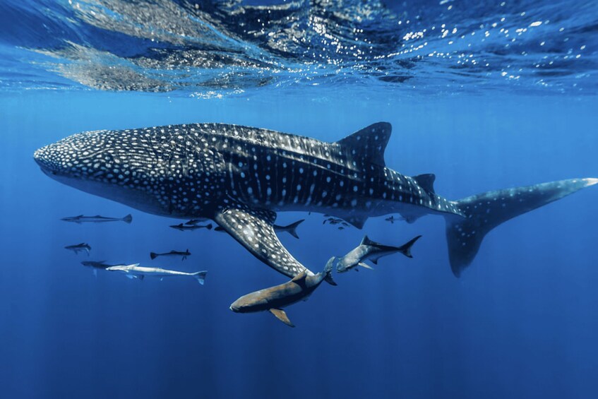 A large whale shark swimming with several smaller fish in clear blue water. 4