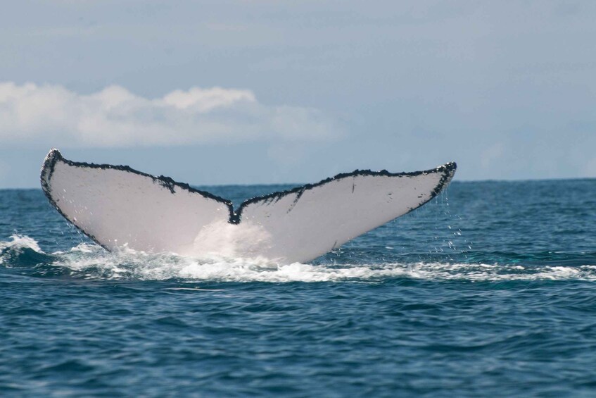A whale's tail emerging from the water. 3