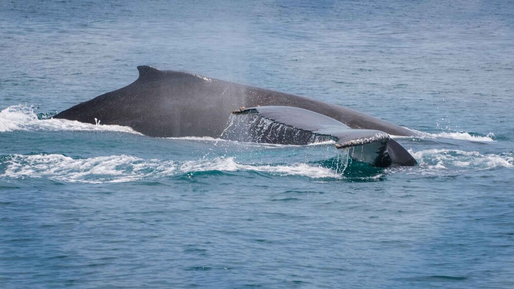 Two whales breaching the ocean surface. 1