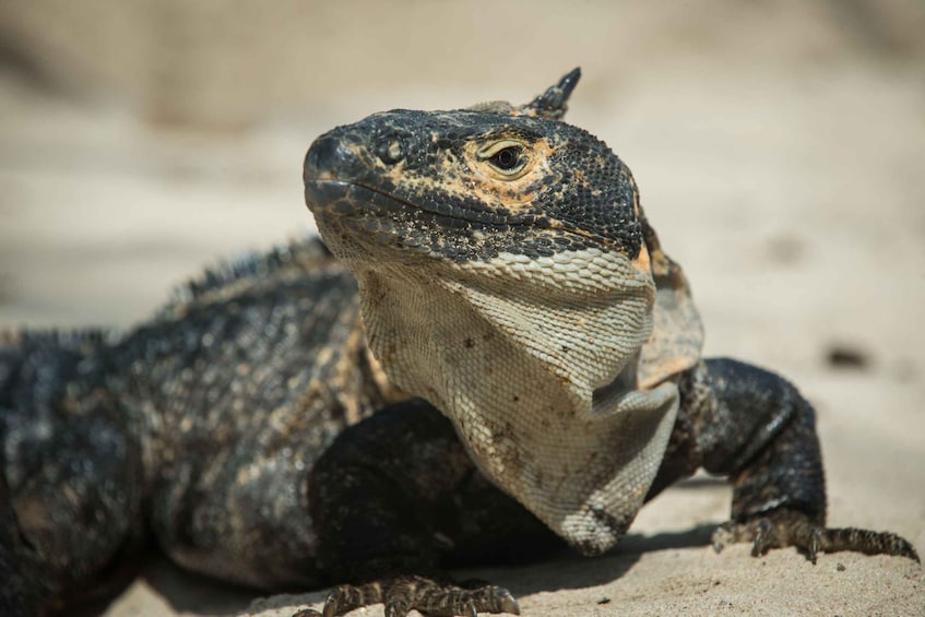 A close-up of a reptile with rough, textured skin and prominent scales. 5