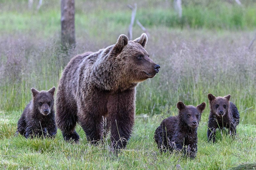 A bear with cubs in a grassy field. 5