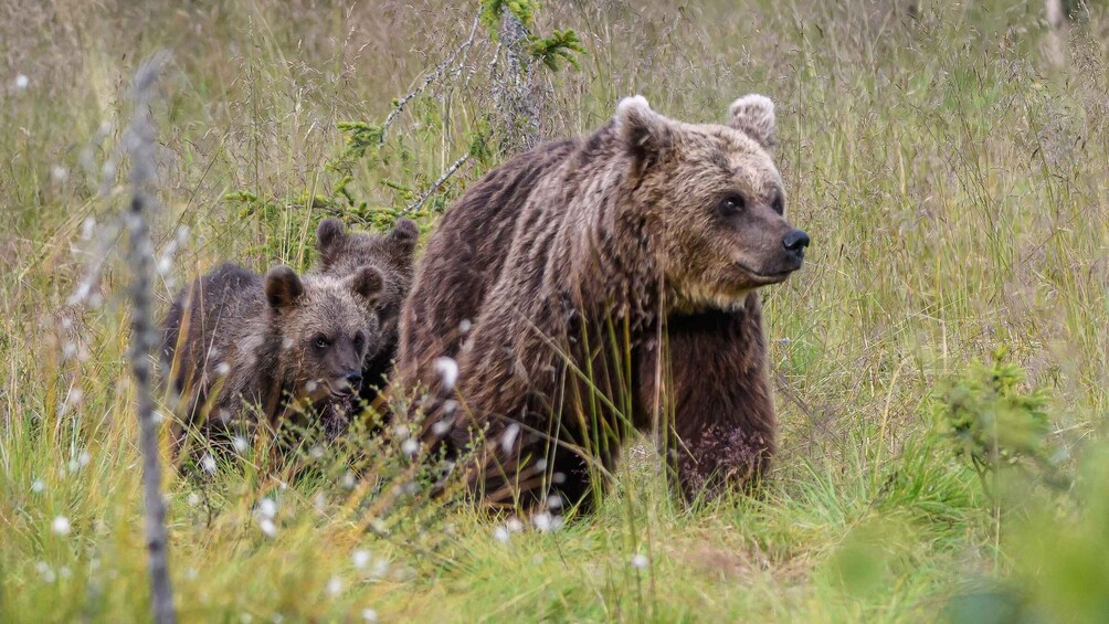 A bear walking through tall grass. 4