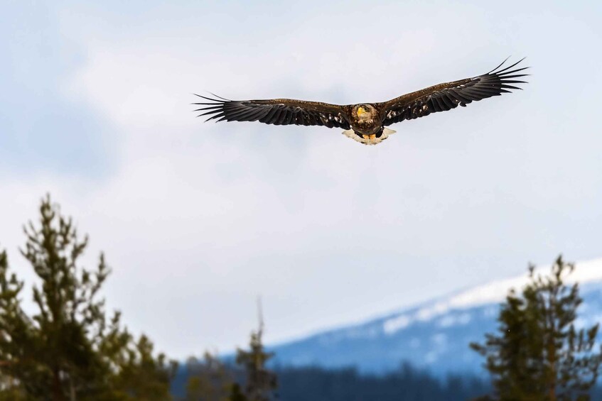 An eagle in flight with a snowy mountain and trees in the background. 3