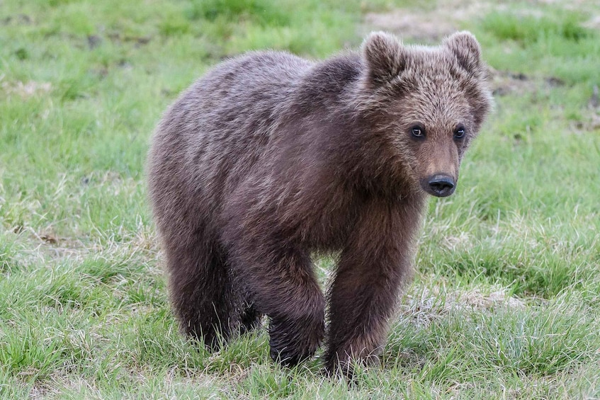 A brown bear standing in a grassy field. 2