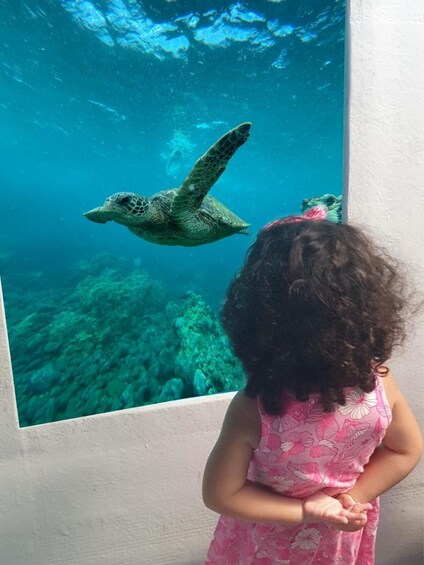 A child observing a sea turtle swimming in an aquarium. 1