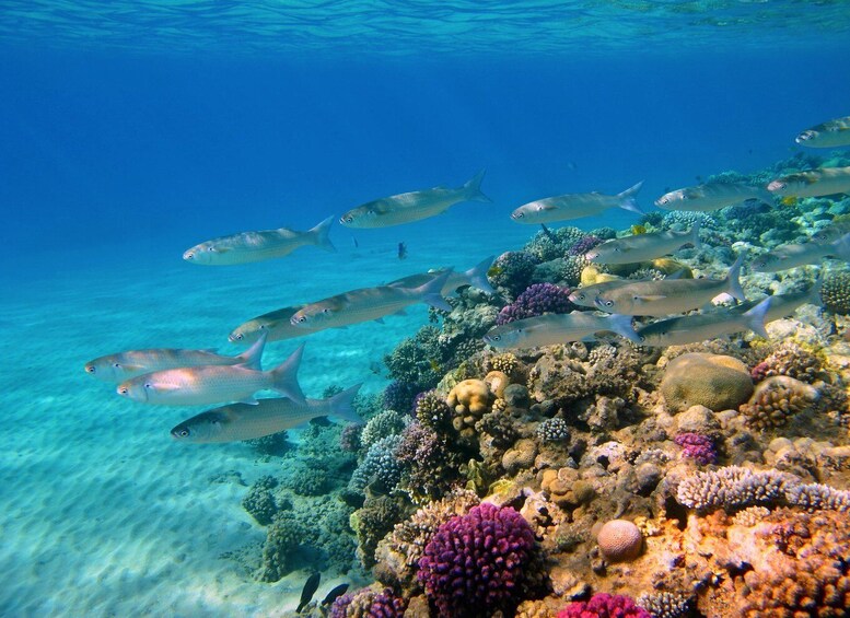 A vibrant underwater scene with a school of fish swimming near a colorful coral reef. 2