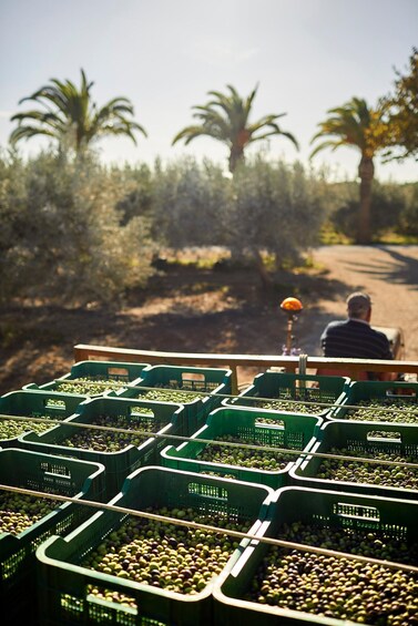 Rows of green crates filled with olives in an olive grove with a person in the background. 4
