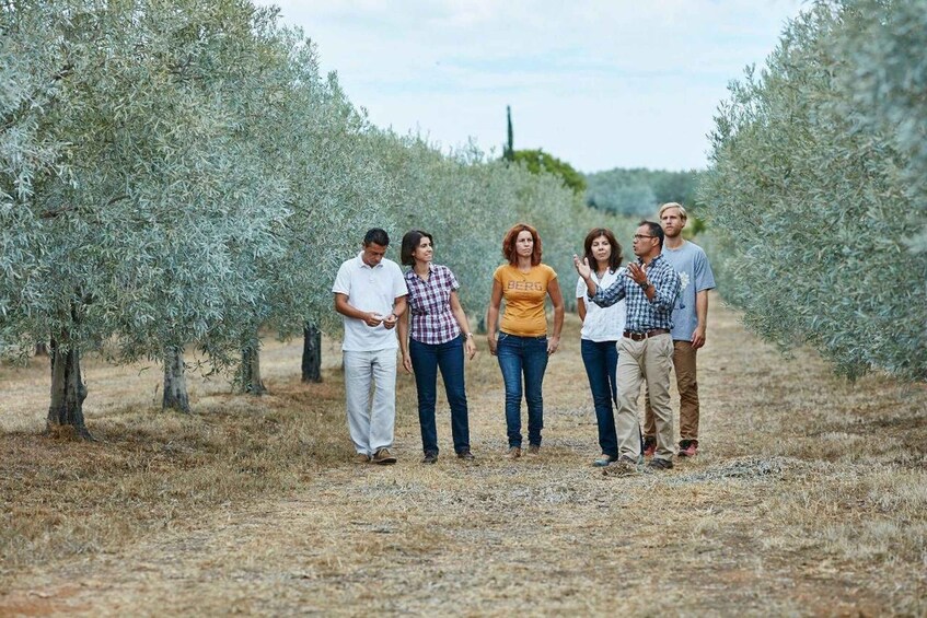 A group of people walking through an olive grove. 1
