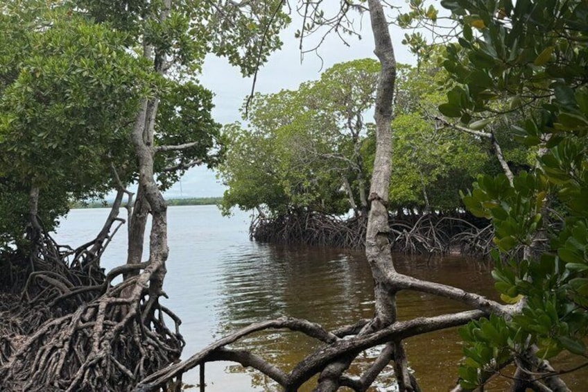 Mangrove trees with complex root systems in a water body. 2