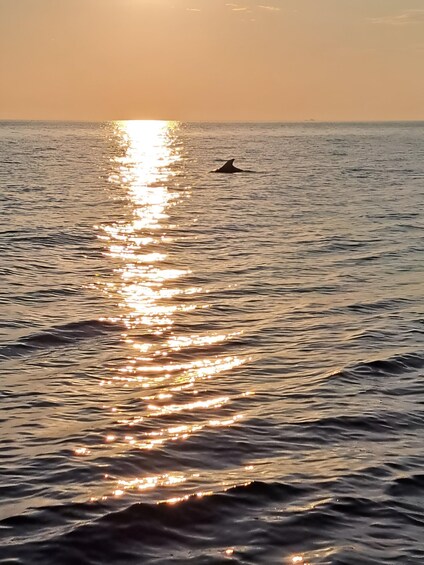 A body of water reflecting sunlight with a silhouette of a dolphin in the distance. 4