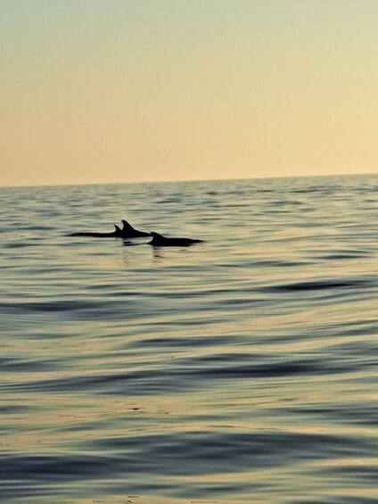 A calm sea with two dolphins swimming. 2