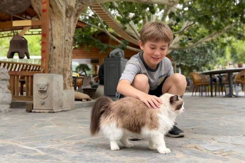 A person crouching next to a fluffy cat in an outdoor setting with stone flooring, wooden structures, and greenery. 4