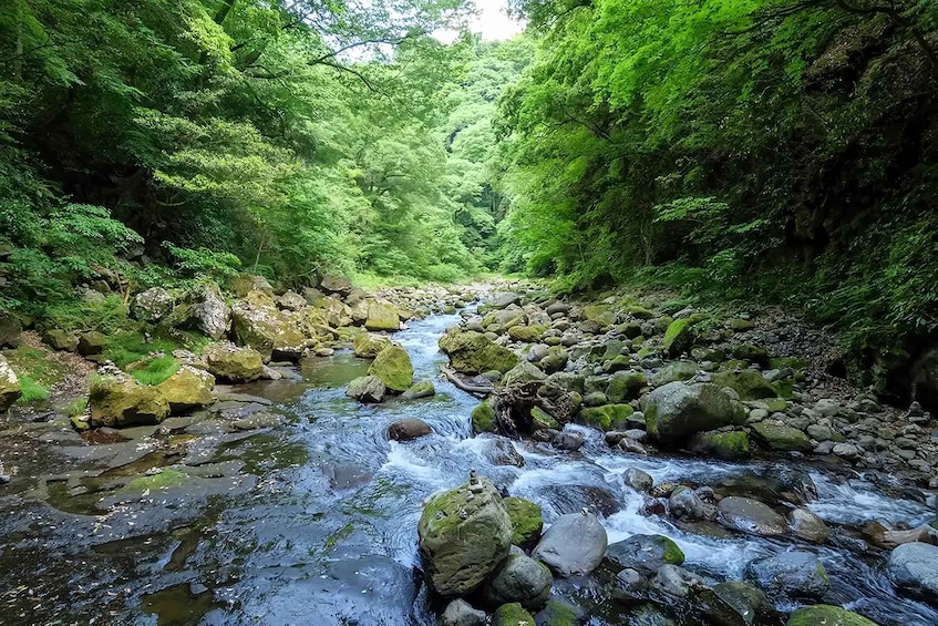 A forested stream with rocks and moss. 5