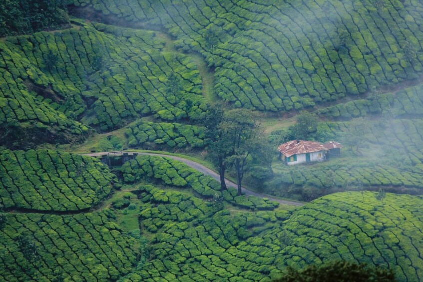A lush green tea plantation with terraced fields and a small house. 2