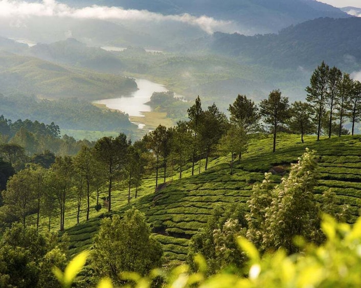 A lush green tea plantation with terraced hills, a river in the background, and a misty mountain range. 4