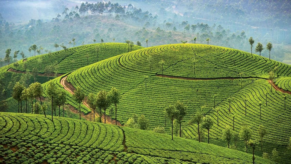 Terraced tea plantations with rows of tea plants and scattered trees. 3