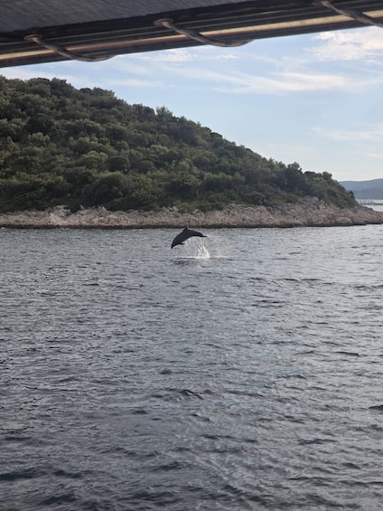 A dolphin leaping out of the water near a rocky shoreline with a forested hill in the background. 3