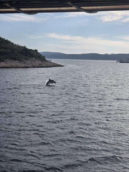 A dolphin leaping out of the water near a rocky shoreline. 5