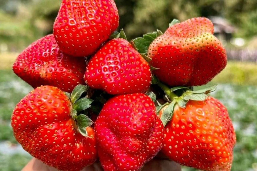 A bunch of ripe strawberries with green leaves. 5