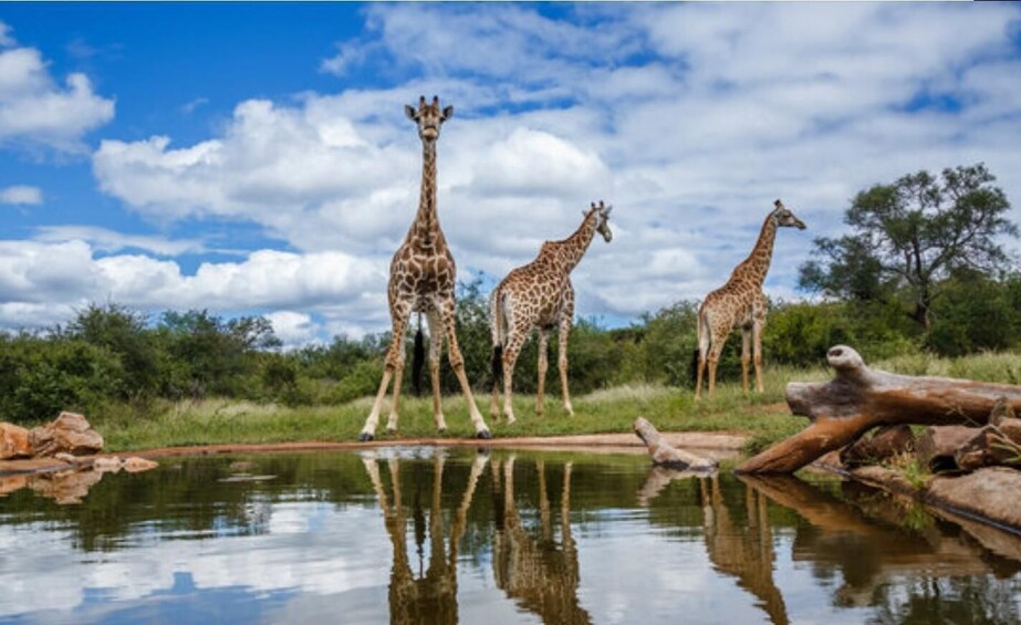 Three giraffes standing by a water body with a reflection, surrounded by greenery and trees under a partly cloudy sky. 5