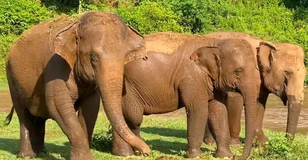 A group of elephants in a natural setting with greenery in the background. 5