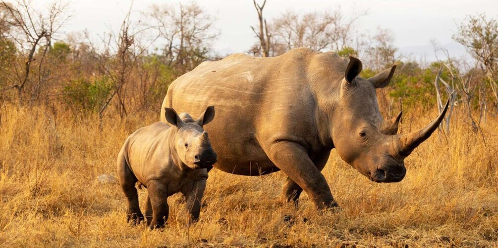 A rhinoceros and its calf in a dry grassland with sparse trees. 1