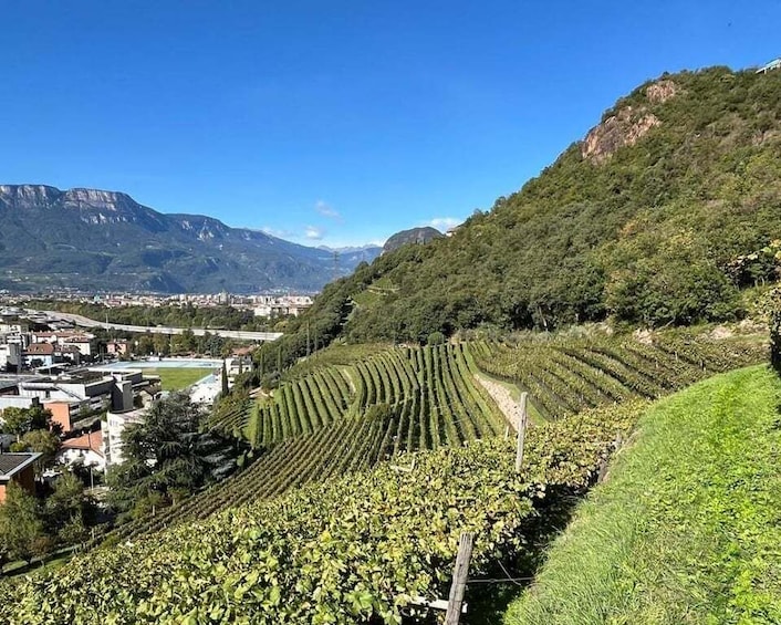 A vineyard with rows of grapevines, a town in the valley below, and mountains in the background. 1