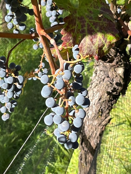 A grapevine with clusters of grapes. 4