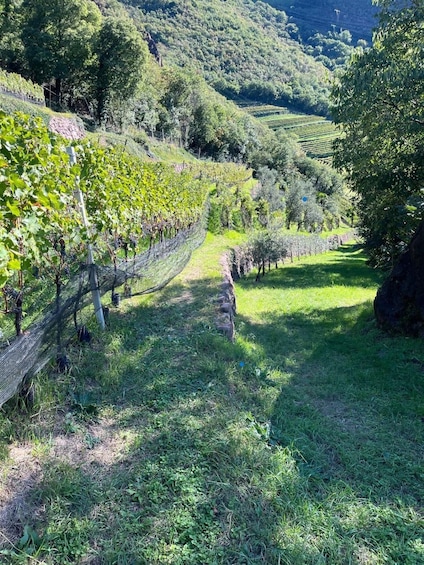 A vineyard with rows of grapevines, a grassy path, and a hilly landscape in the background. 3