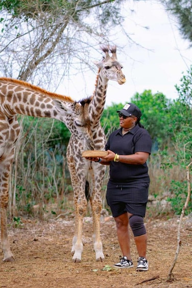 Une personne nourrissant une girafe dans un environnement naturel, avec des arbres et un sol sec. 2
