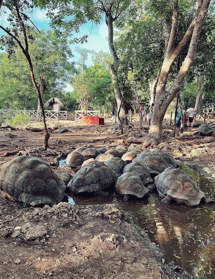A group of large tortoises near a water source in a natural setting with trees and a fenced area. 2