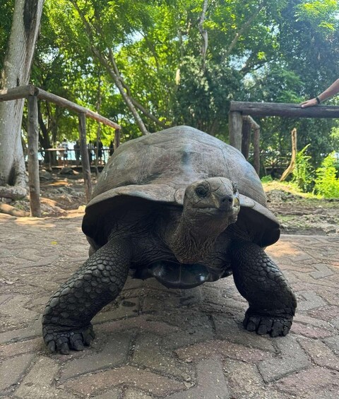 A tortoise on a paved path with trees and a wooden structure in the background. 4