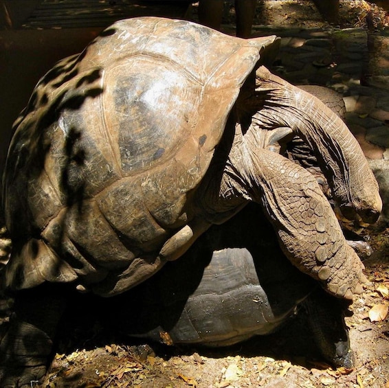 A tortoise on a rocky surface with dry leaves. 1