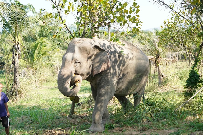 An elephant in a natural setting with trees and grass. 2