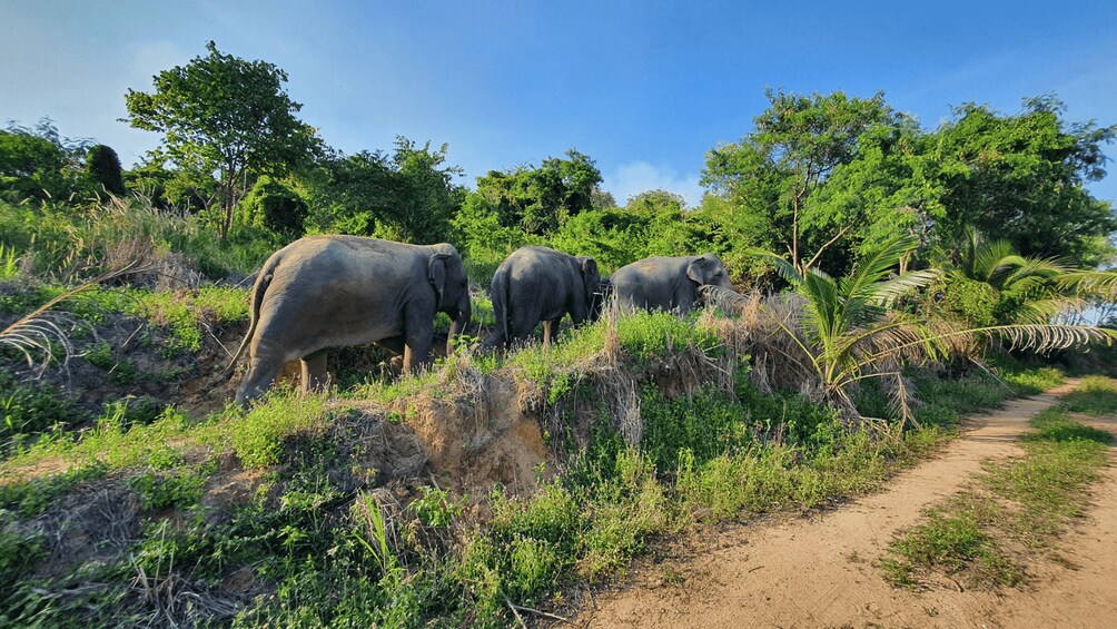 Three elephants walking along a dirt path in a grassy area with trees and vegetation. 4