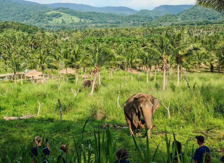 An elephant in a grassy field with palm trees and a hilly landscape in the background. 1
