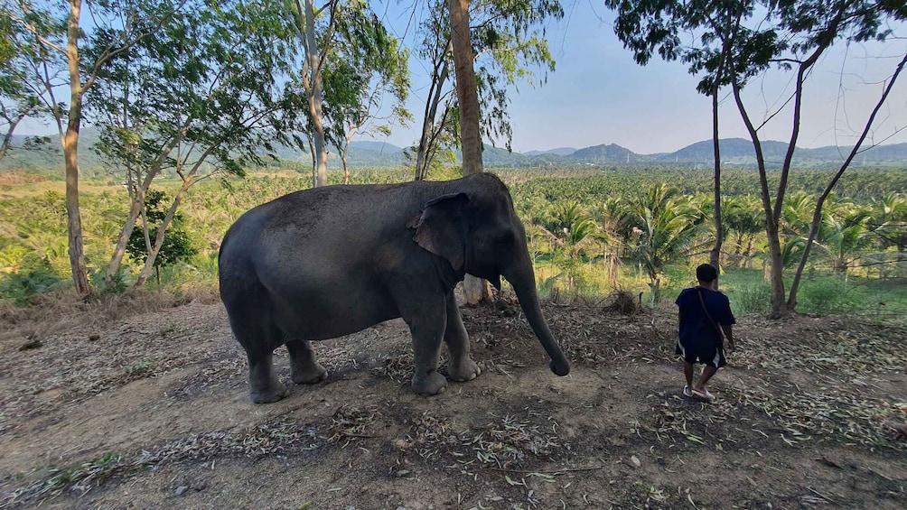 An elephant standing on a dirt path with a person walking beside it. 5