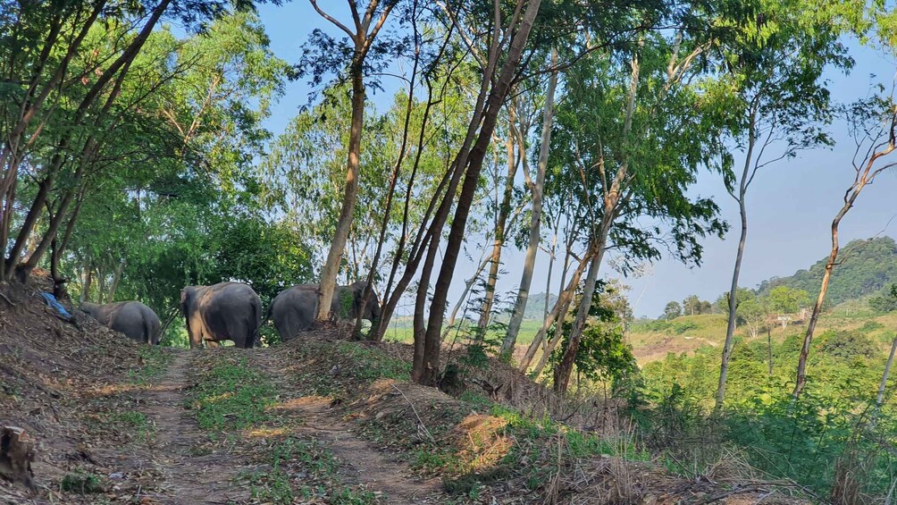 A forested area with a dirt path and elephants. 3