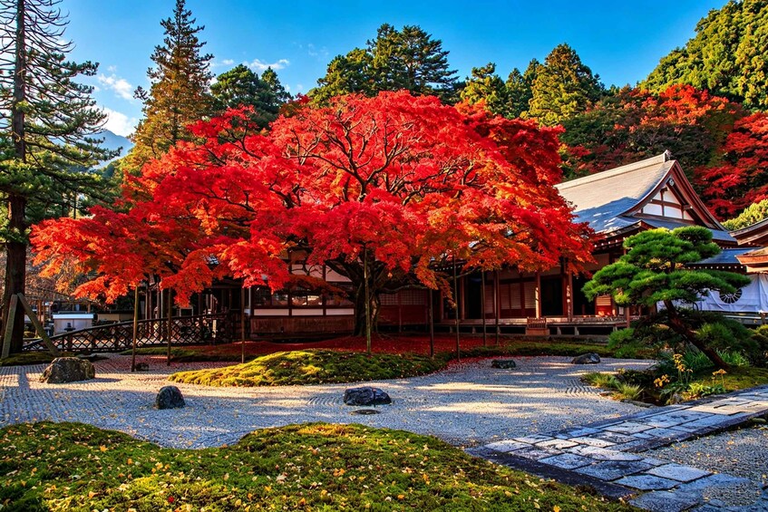 A traditional Japanese garden with a prominent red maple tree, a wooden building, and a stone pathway. 4