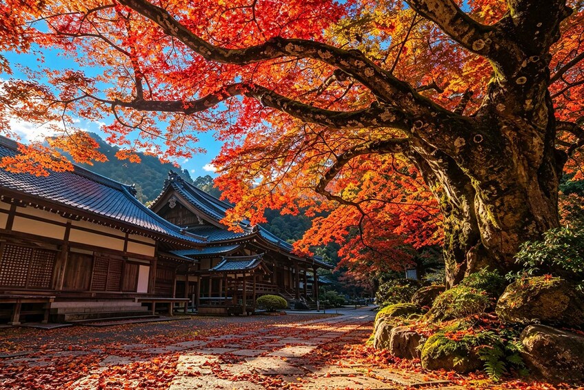 A traditional Japanese temple surrounded by autumn foliage. 2