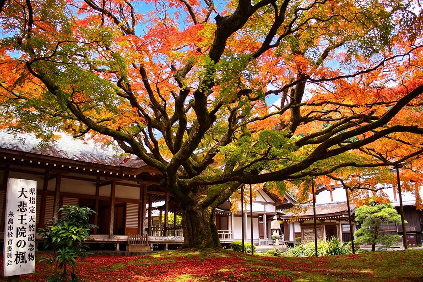 A traditional Japanese building with a large tree in front. 3
