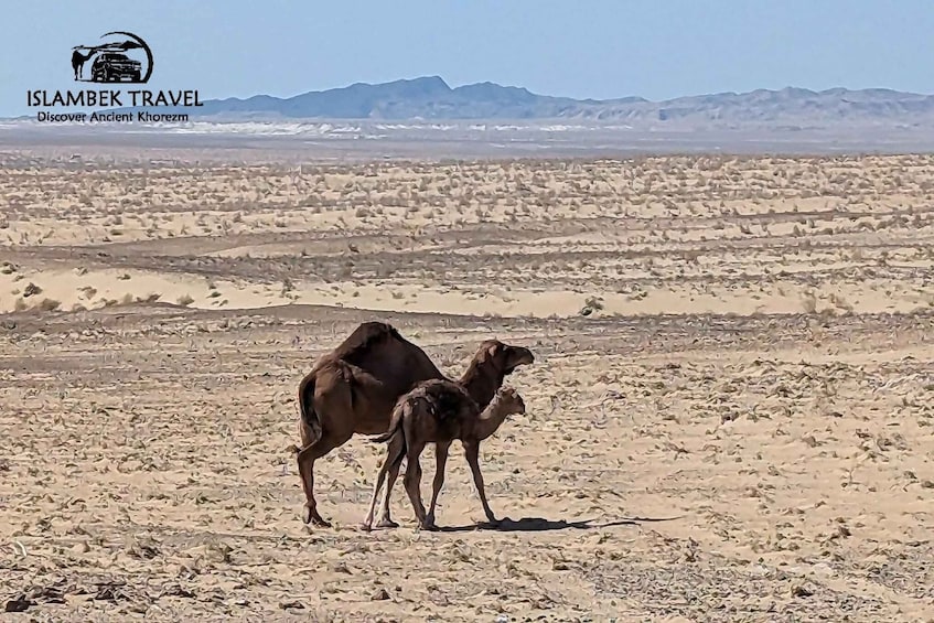 A desert landscape with sand dunes and mountains in the background. 4