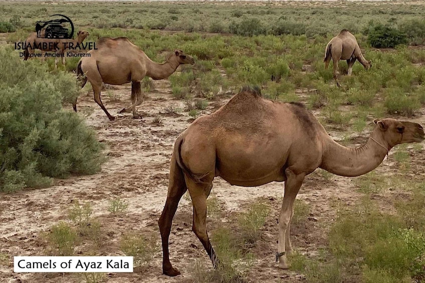 Camels of Ayaz Kala. 3