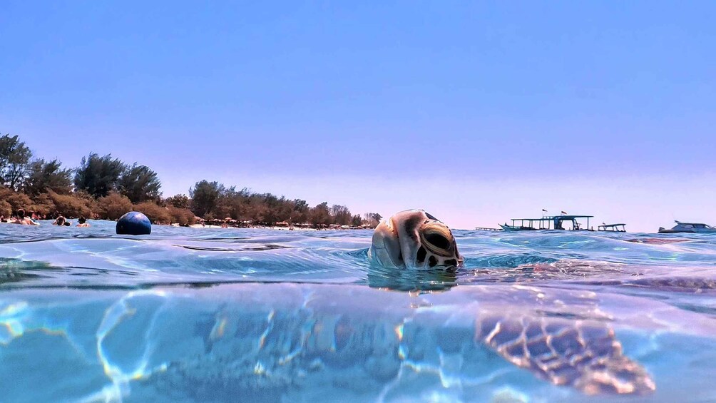 A turtle swimming in clear water with a pier and boats in the background. 5