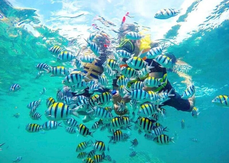A diver surrounded by a school of striped fish in clear blue water. 1